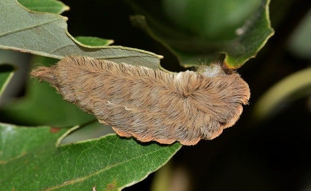 Hairy, poisonous caterpillar sends people to the emergency room in Virginia