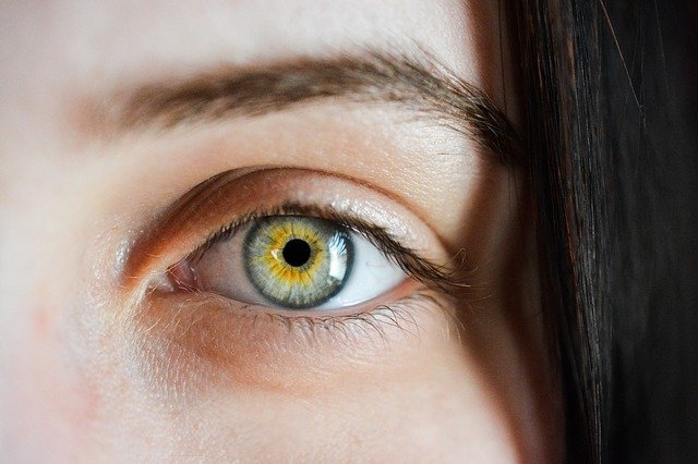 Humans and fish share genes that help heal eyesight