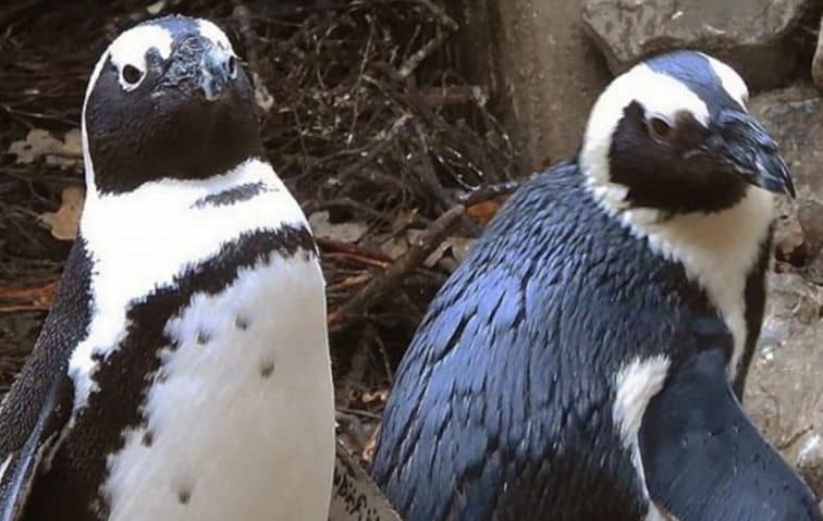 In the Netherlands, gay penguins steal lesbian penguins' eggs
