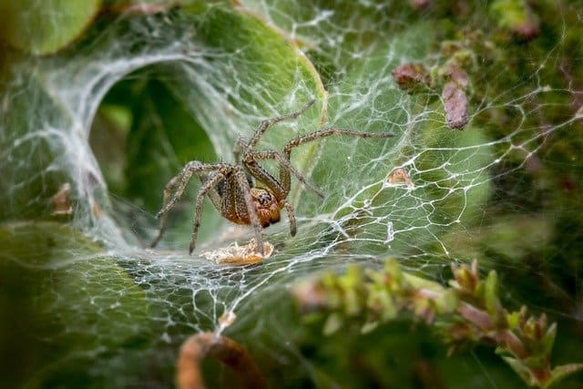 It's all about females: why some of the most dangerous spiders in the world have developed their deadly venom