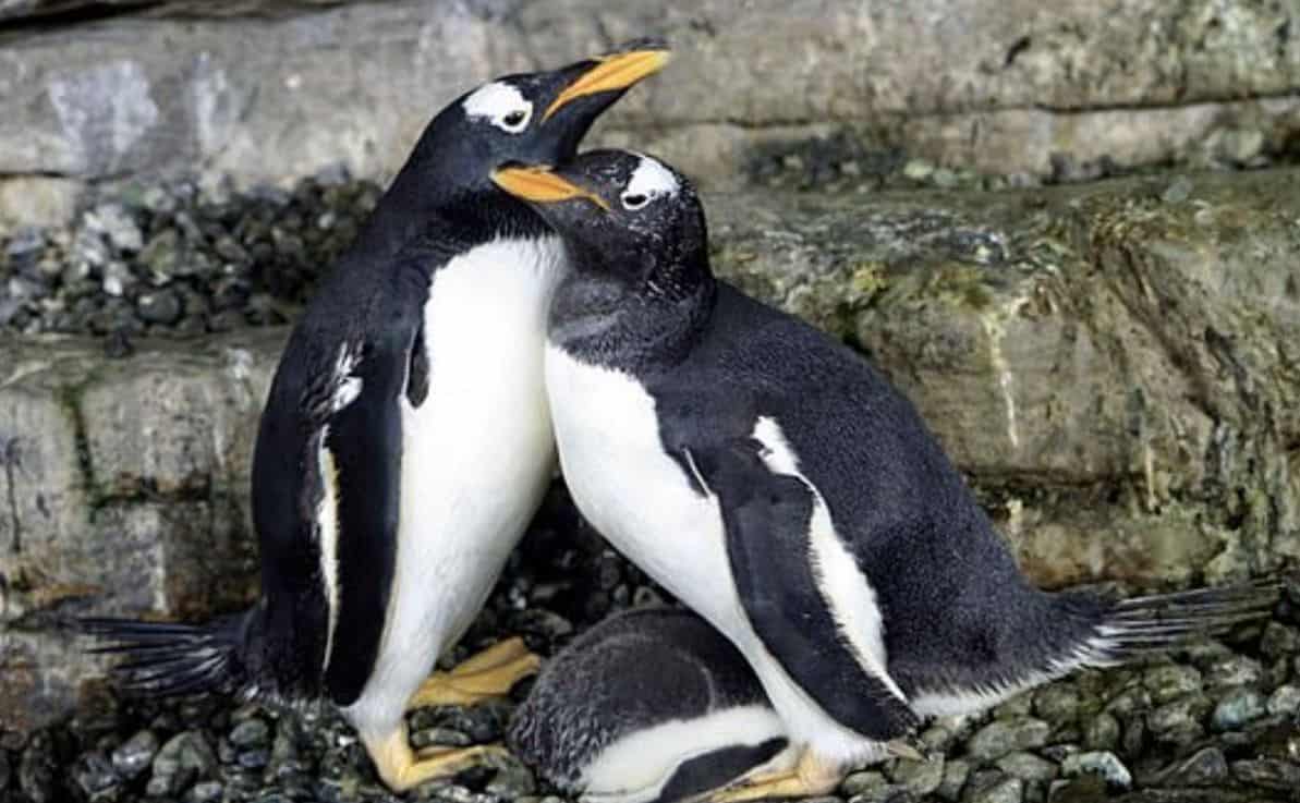 Lesbian Penguins