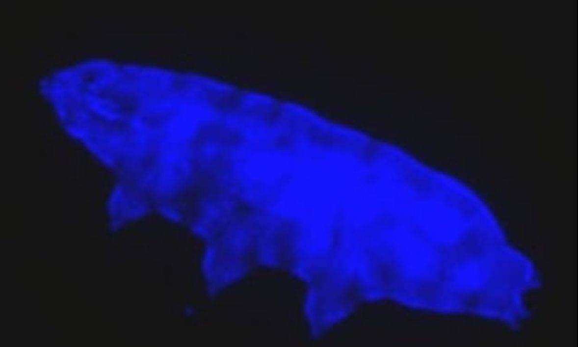 Micro-animal that uses UV radiation as fuel to shine blue adds another feather on its hat