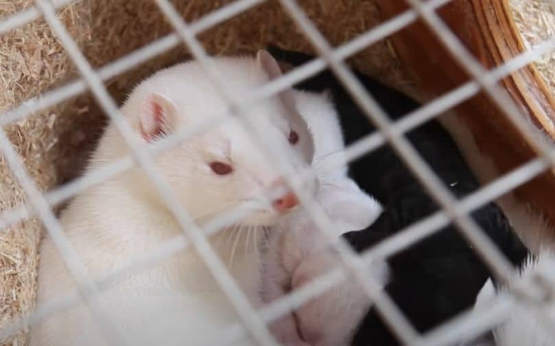 Mink industry at risk: 10,000 minks killed, farms quarantined