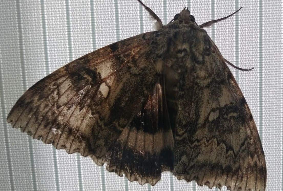 Rare bird-sized moth observed in Chernobyl