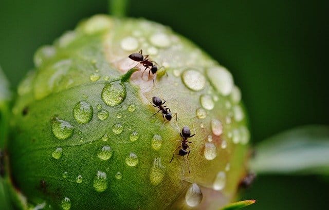 Scientists find out the secret behind Ants' exceptional strength