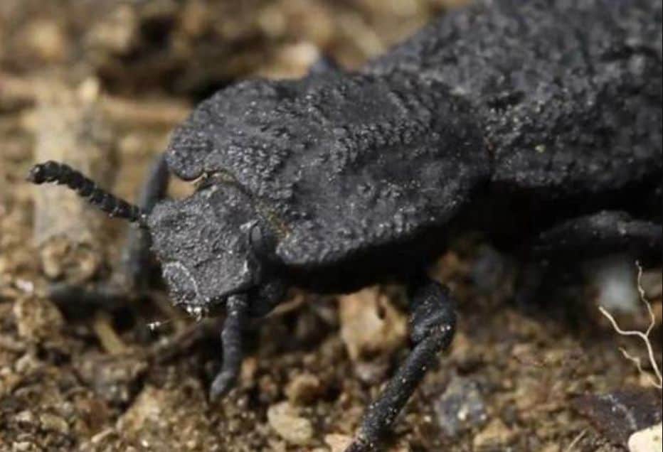 Scientists reveal the secret of the beetle that bears loads of up to 39,000 times its weight