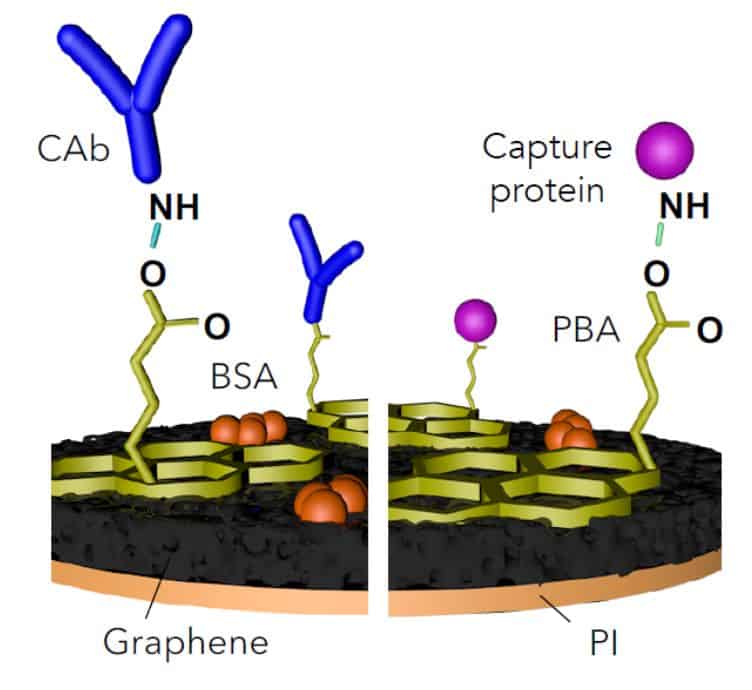 Sensor structure, on the left - for registration of C-reactive and nucleocapsid proteins, on the right - antibodies.