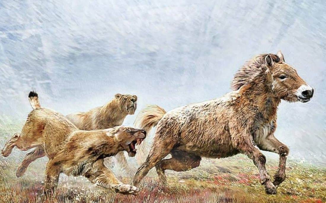 This is the original strategy used by the extinct saber-toothed cat to hunt