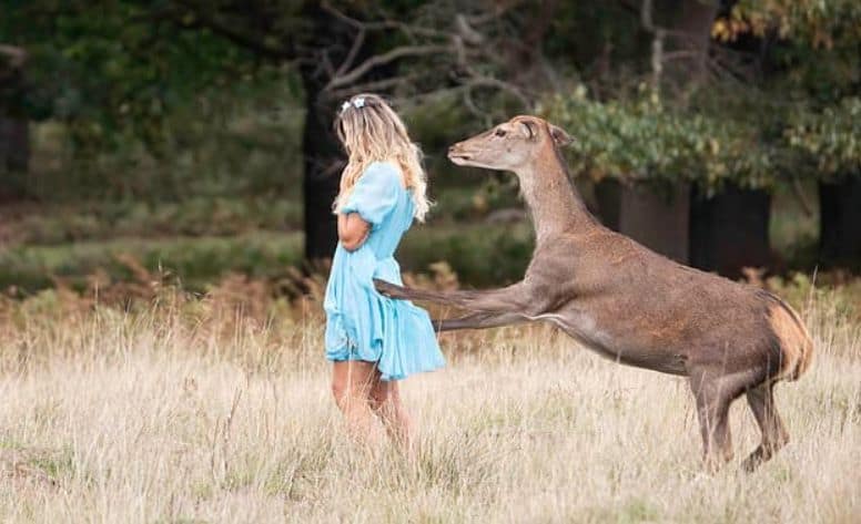 'We're not Bambi': a deer kicks a young woman in a London park