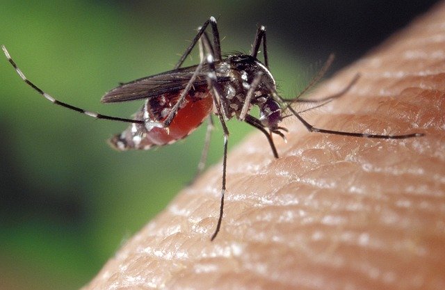 What's in the blood of some people that makes them more vulnerable to Mosquito Bites?