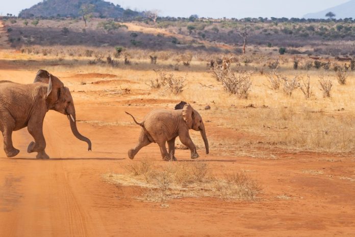 A viral video of a baby elephant dancing for tourists in South Africa