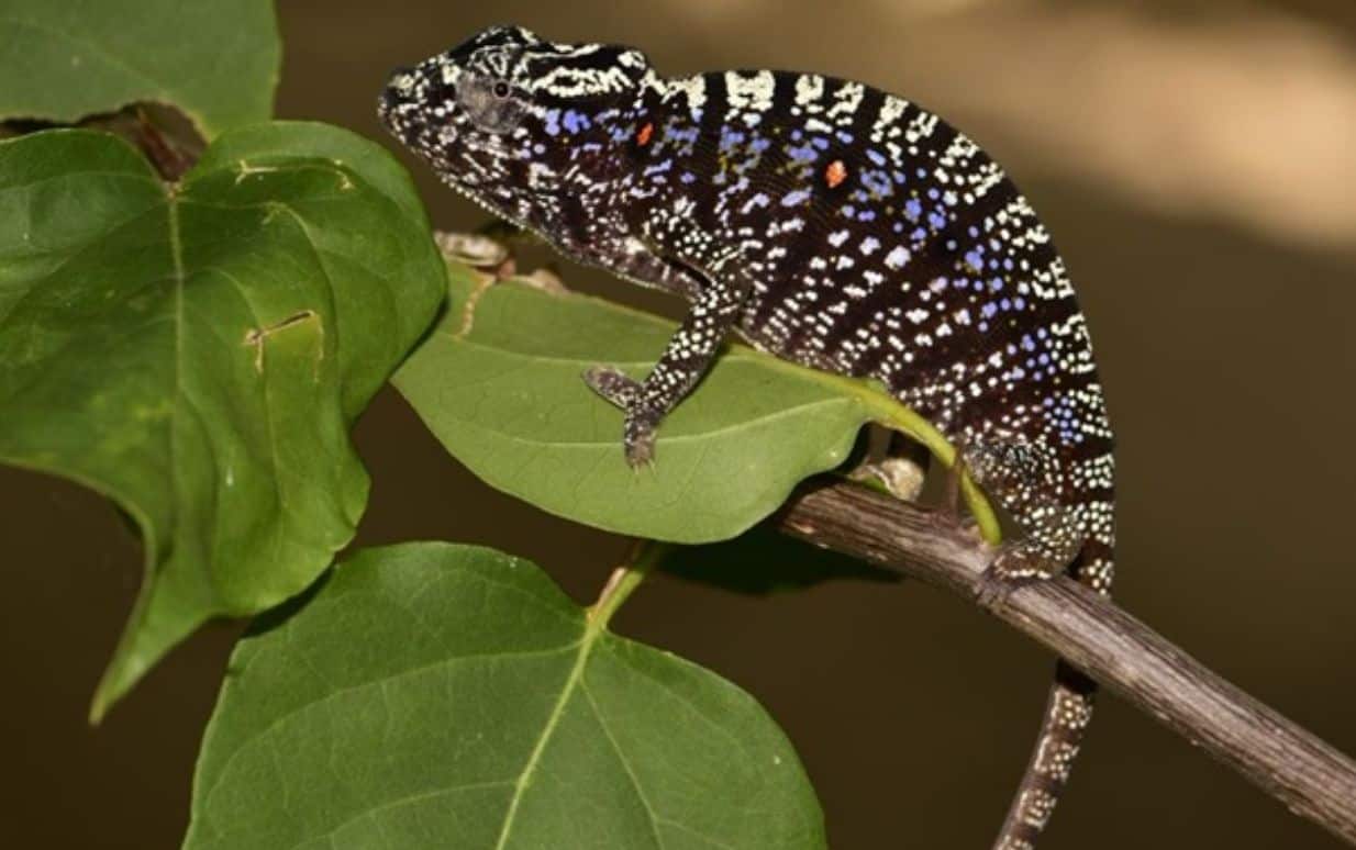 After 100 years, the extinct chameleon found in Madagascar