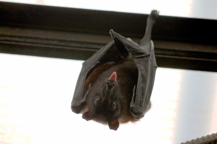 Another virus from bats: scientists warn of the risk of a new pandemic