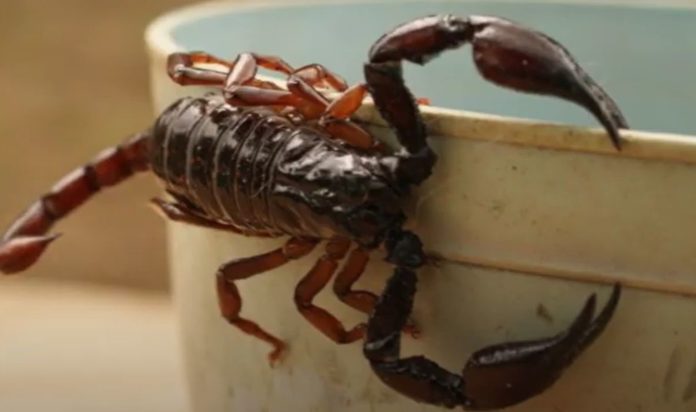 Mexican scientists discover how a scorpion can inhibit various types of cancer