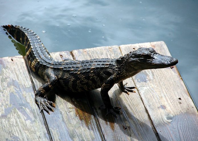 Scientists claim an unknown ability of alligators
