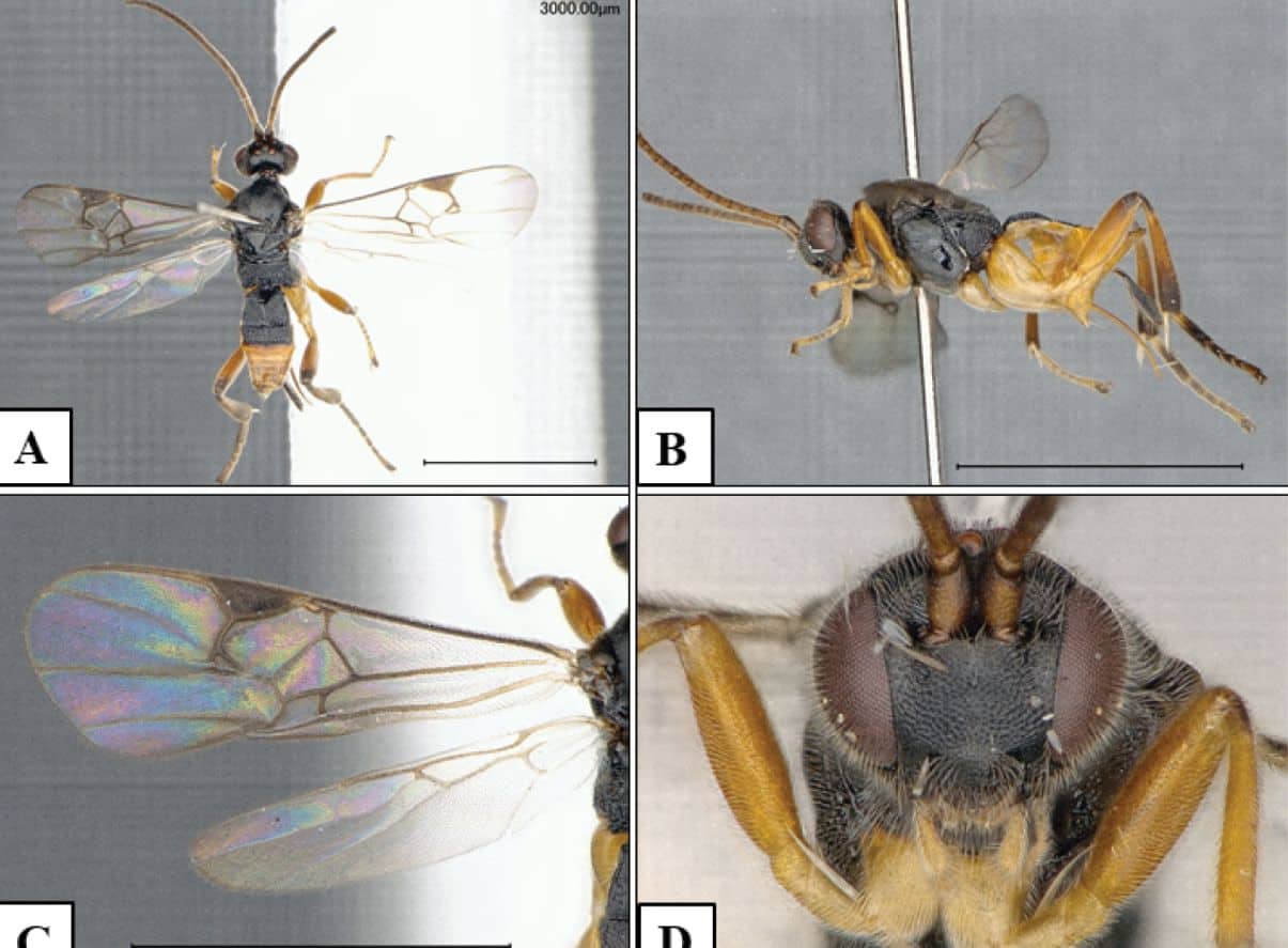 Scientists find an unusual new species of parasitic wasp