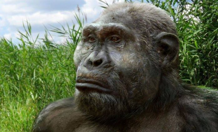 Scientists have found out the conditions under which early Homo was formed