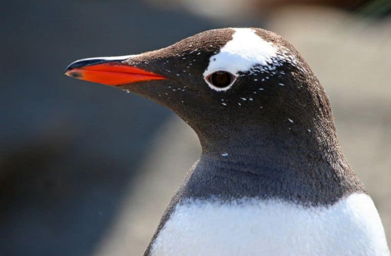 Scientists show evidence of four different Gentoo penguins