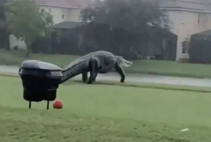 Surprise and fear: a gigantic alligator appeared on a golf course in Florida