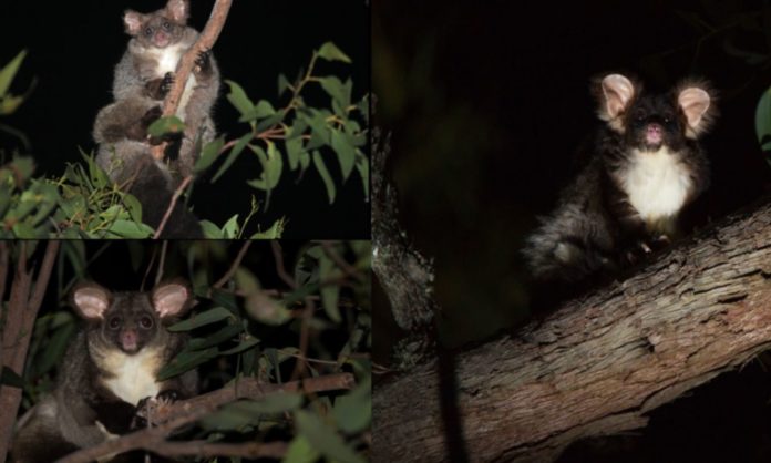 Two new species of mammals identified in Australia