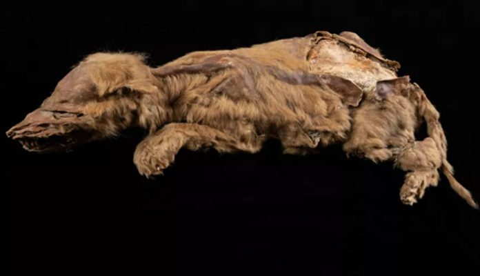 57,000-year-old wolf mummy reveals several of its secrets