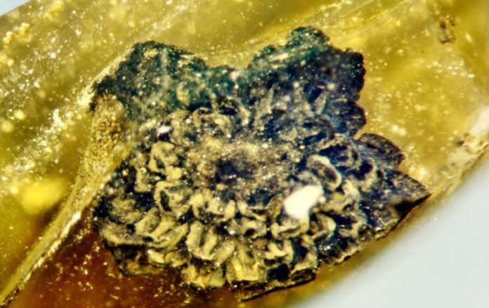 A flower unknown to science found in a piece of amber