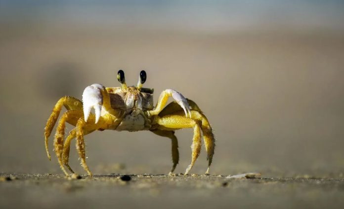 Build a house in 30 seconds? It's nothing for this crab!