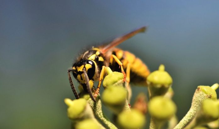 Flame-throwing Drones: The Chinese Method to Eradicate Wasp Nests