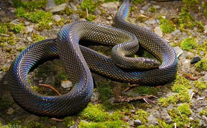 Scientists discover a new species of snake with a shiny skin that lives underground