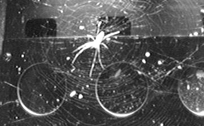 Scientists discover how spiders manage to orient themselves in an environment with zero gravity
