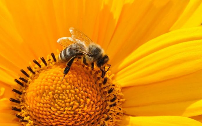 The extinction of bees, another challenge for humanity