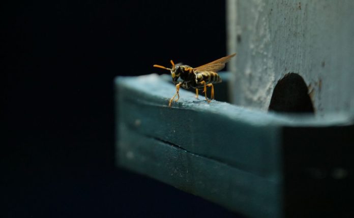 Wasps, a new threat to civil aviation safety
