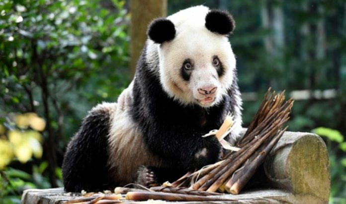 World's oldest panda who gave birth to 36 cubs dies in China