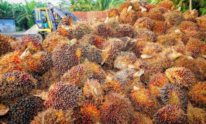 Yes, palm oil destroys nature, but its alternatives could be worse