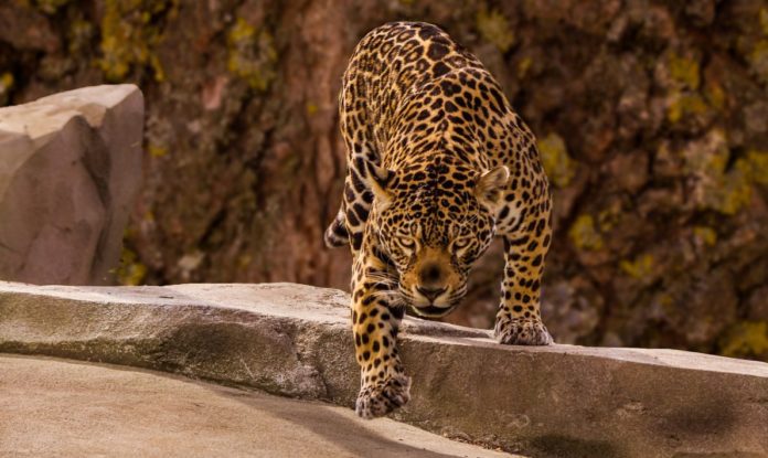 A jaguar kills another wild feline and worries scientists