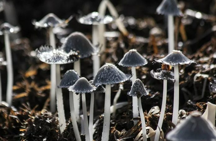 An American almost died after injecting hallucinogenic mushroom tea