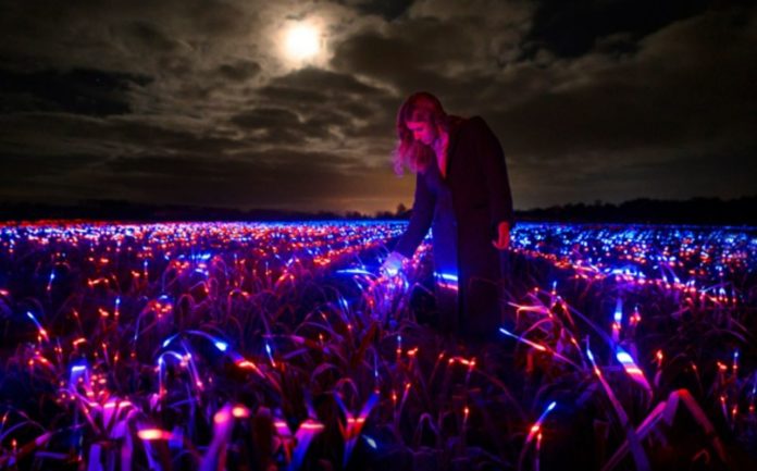 Artist turns an onion field into an ultraviolet light installation