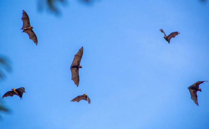 Bat's next threat: the virus that would cause an even worse pandemic