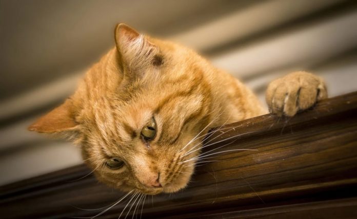 Catnip: they decipher the secret of the cat drug