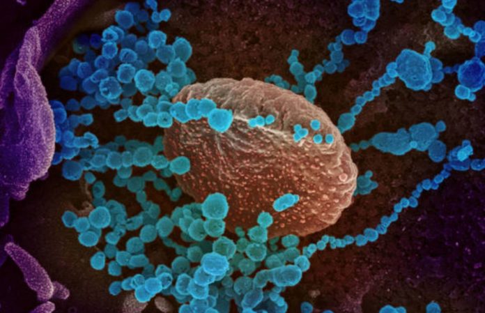 Coronavirus: N439K variant is more virulent and bypasses the immune system: 