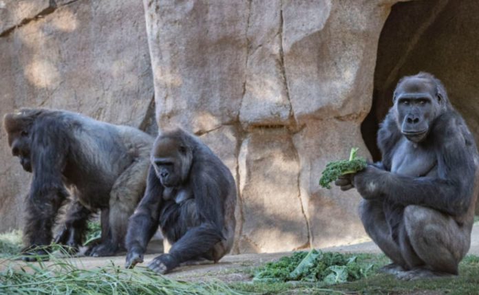 For the first time in the world: gorillas test positive for Coronavirus in the US