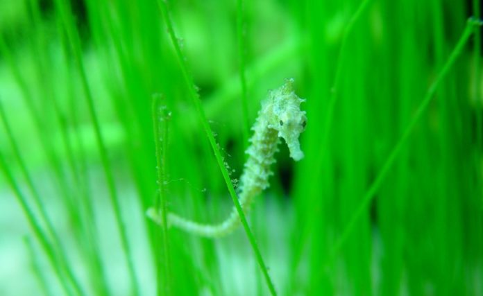 Male seahorse gives birth to 100 Baby seahorses