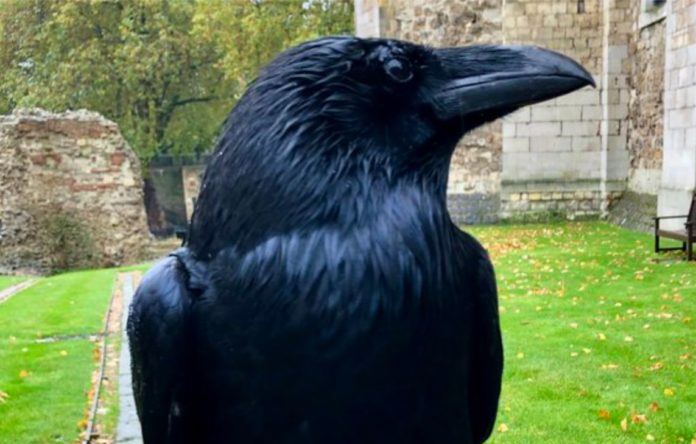 One of the crows of the Tower of London disappears: bad omen for the UK?