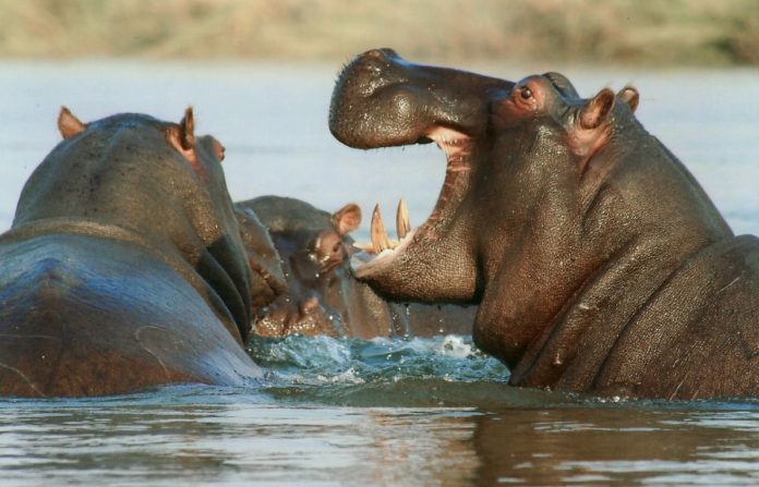 Pablo Escobar's Hippos Alert: Scientists Warn of Invasion in Colombia