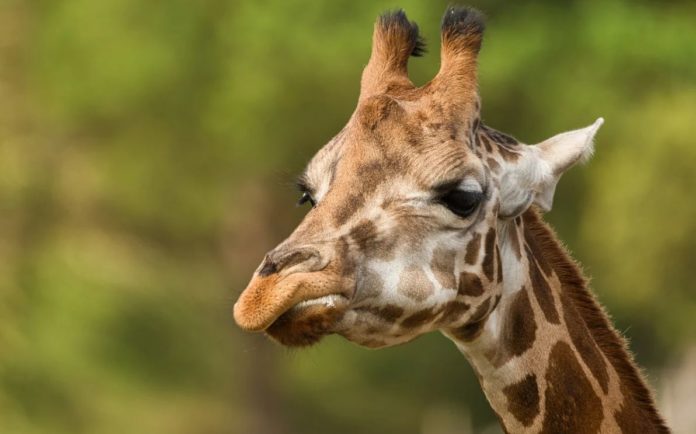 Scientists Uncover the Mystery Behind Two Rare Dwarf Giraffes
