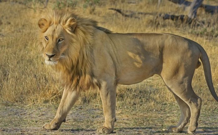 Size doesn't matter: a dog defends itself from a lioness attack | Video