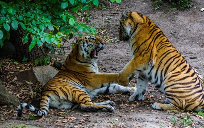 Two tigers engage in 
