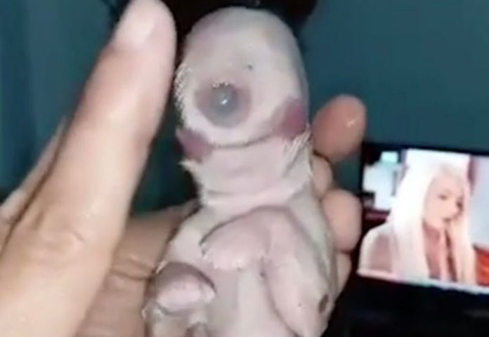 A puppy with one eye and two tongues born in the Philippines