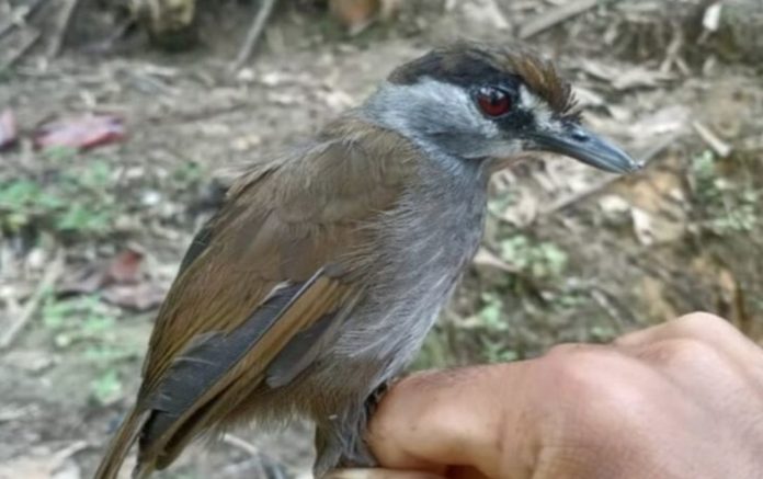 A unique bird, missing for 170 years, rediscovered on Borneo