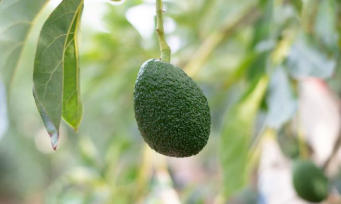 How to choose a ripe avocado and preserve it well: a scientific answer